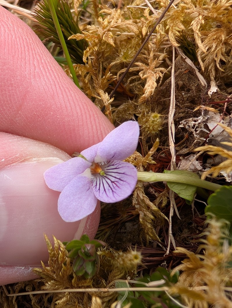 Marsh Violet photo 4