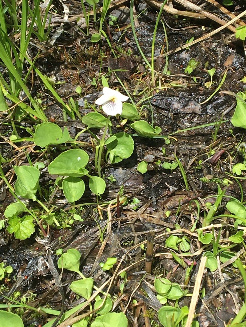 Marsh Violet photo 5