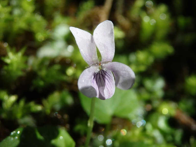 Marsh Violet photo 6