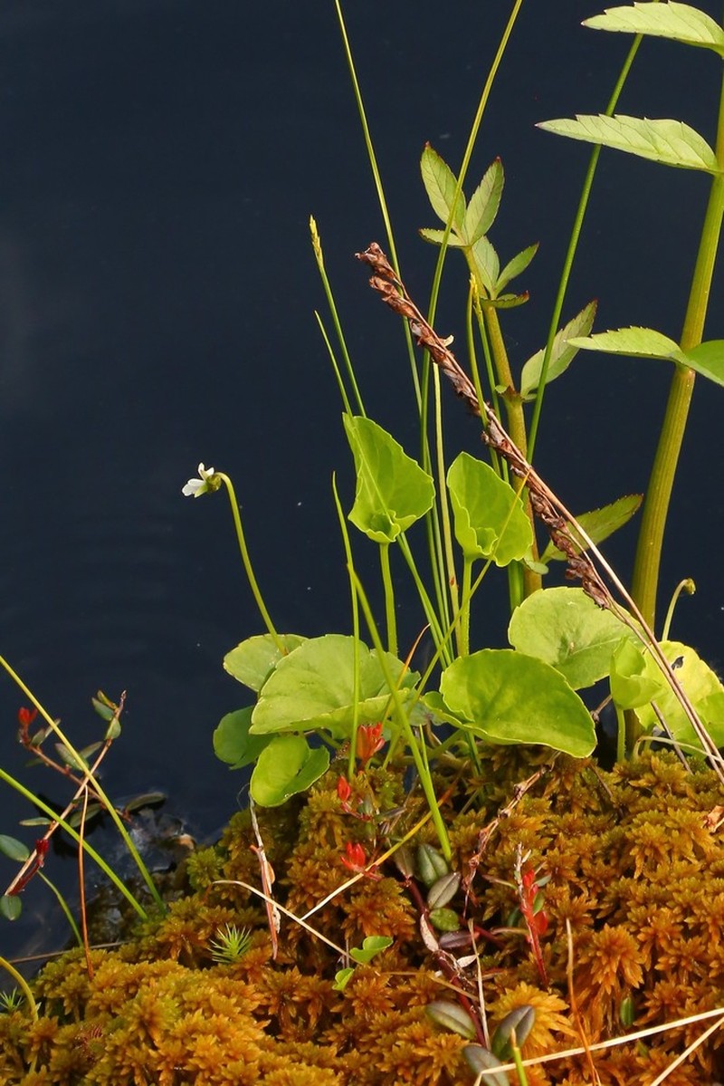 Marsh Violet photo 7