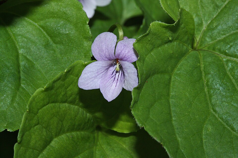Marsh Violet photo 4