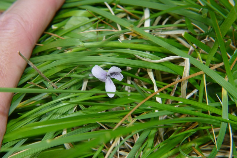Viola palustris subsp. palustris