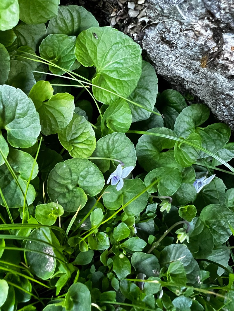 Viola palustris subsp. palustris photo 2