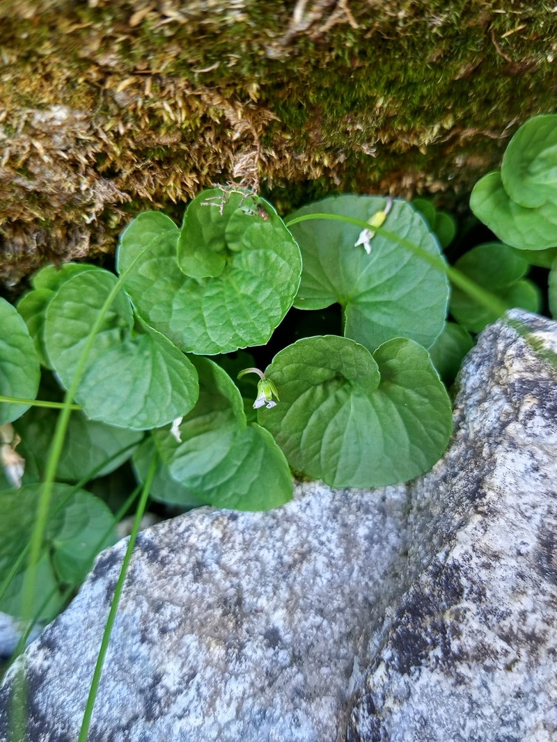Viola palustris subsp. palustris photo 3