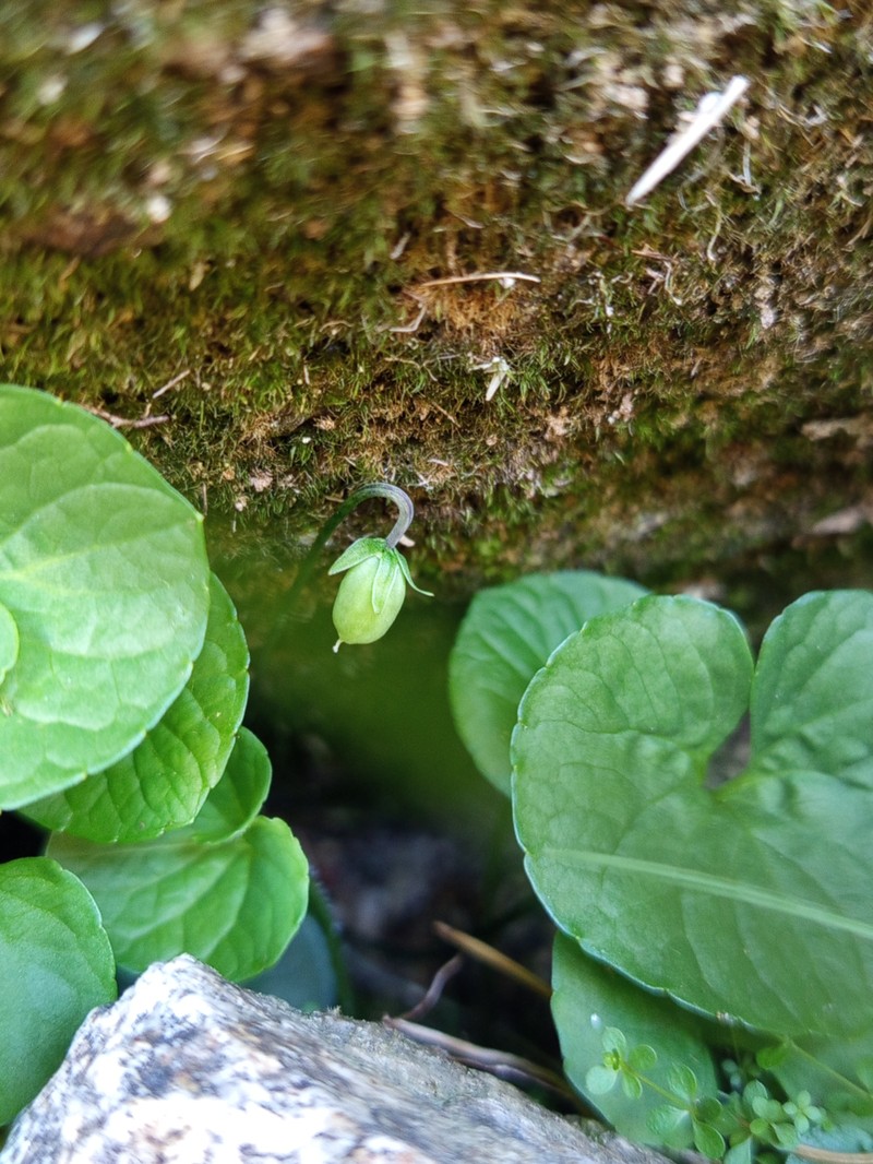 Viola palustris subsp. palustris photo 4
