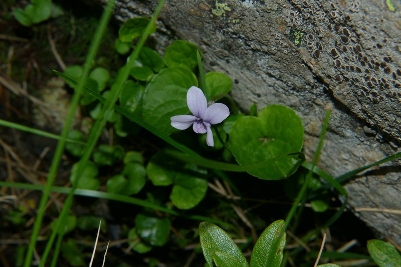 Viola palustris subsp. palustris photo 5