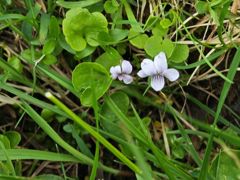 Viola palustris subsp. palustris photo 6