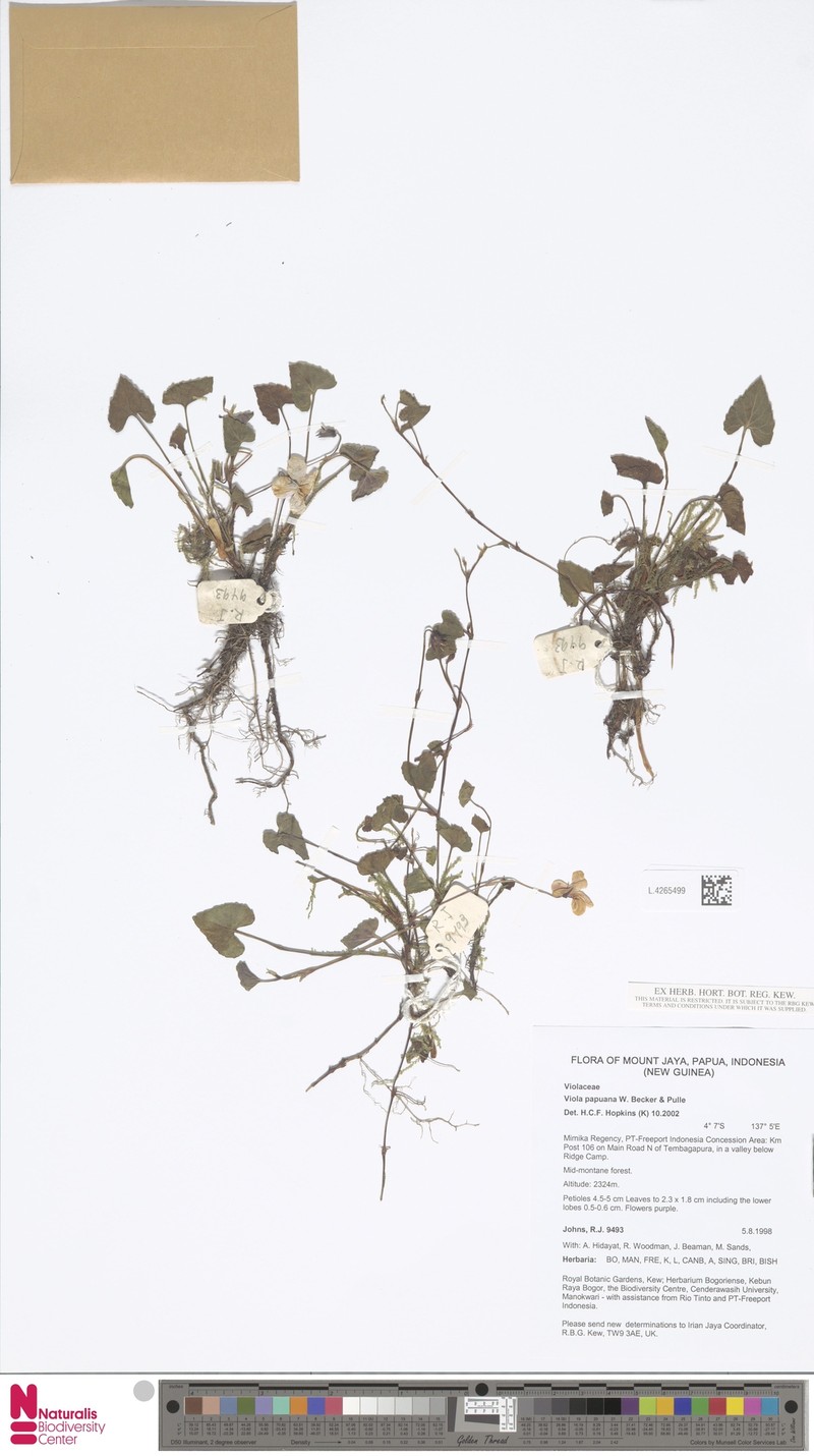 Viola papuana photo 6