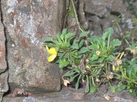 Viola paradoxa