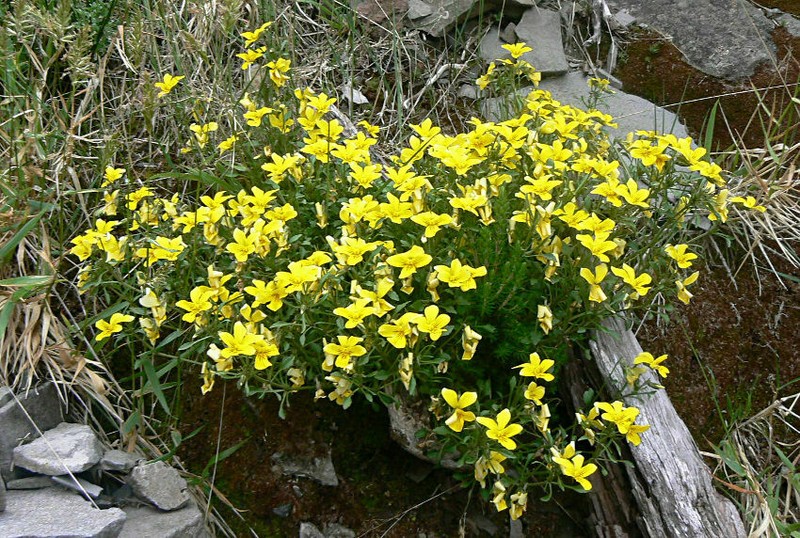 Viola paradoxa photo 2