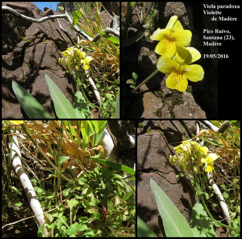 Viola paradoxa photo 3