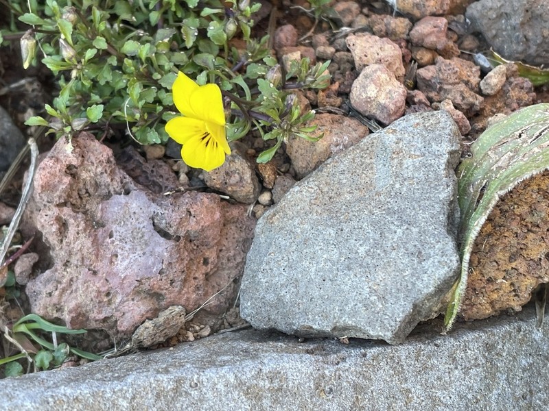 Viola paradoxa photo 4