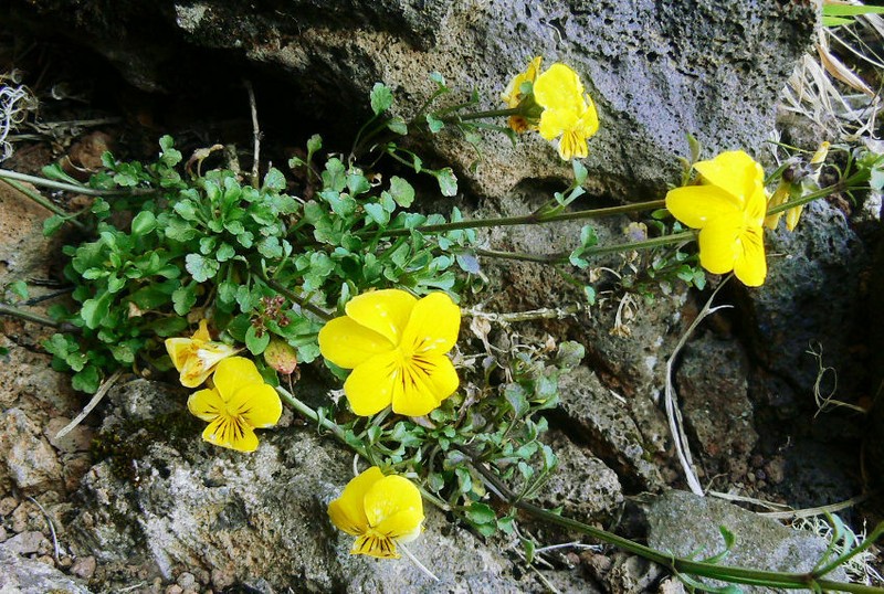 Viola paradoxa photo 5