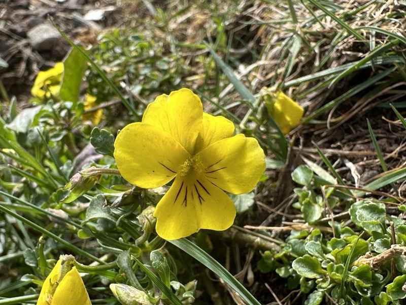 Viola paradoxa photo 7