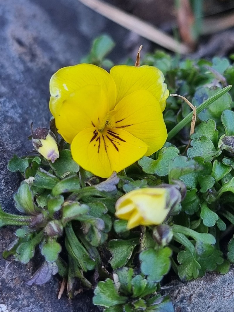 Viola paradoxa photo 8