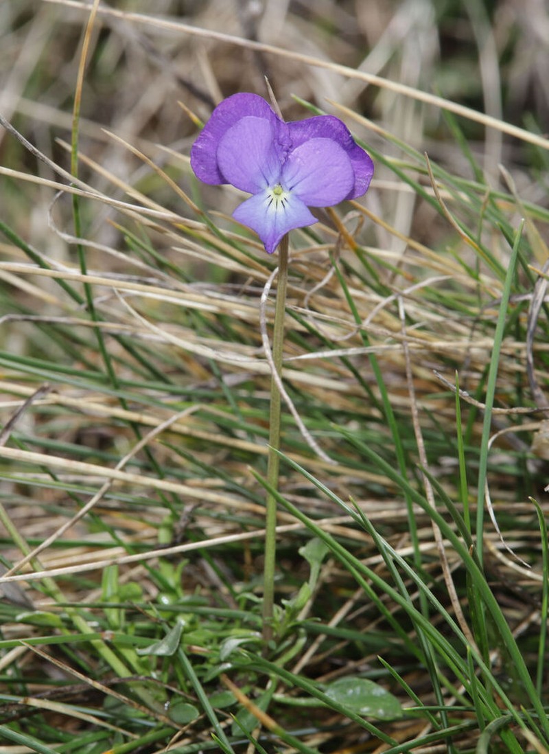 Viola parnonia