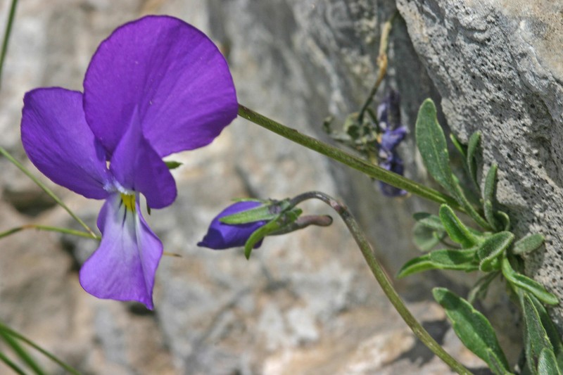 Viola parnonia photo 2