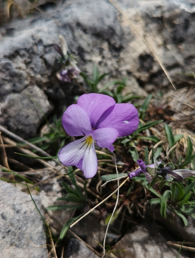 Viola parnonia photo 3