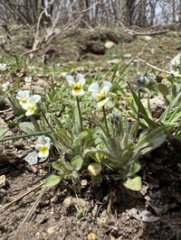 Viola parvula