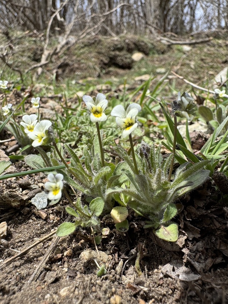 Viola parvula