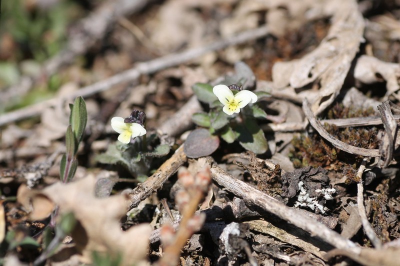 Viola parvula photo 2