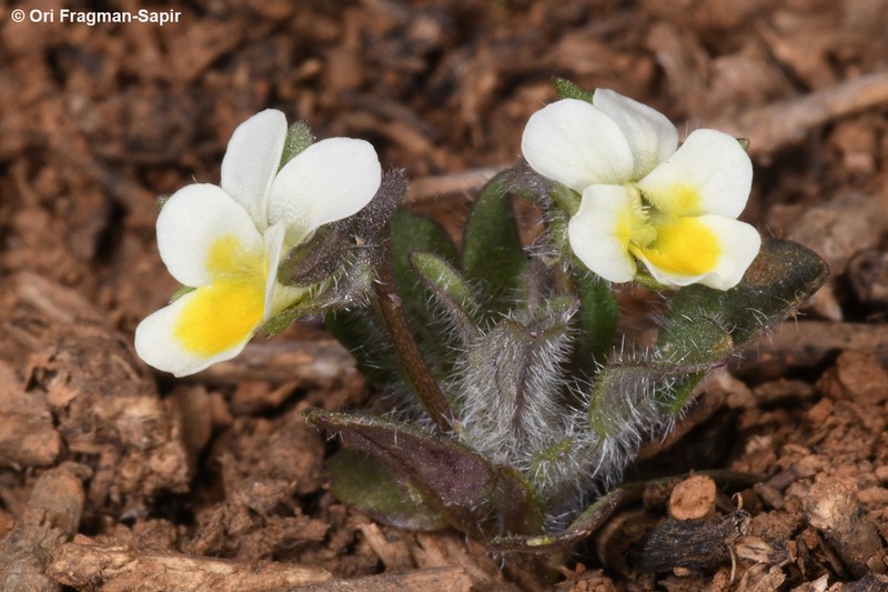 Viola parvula photo 3