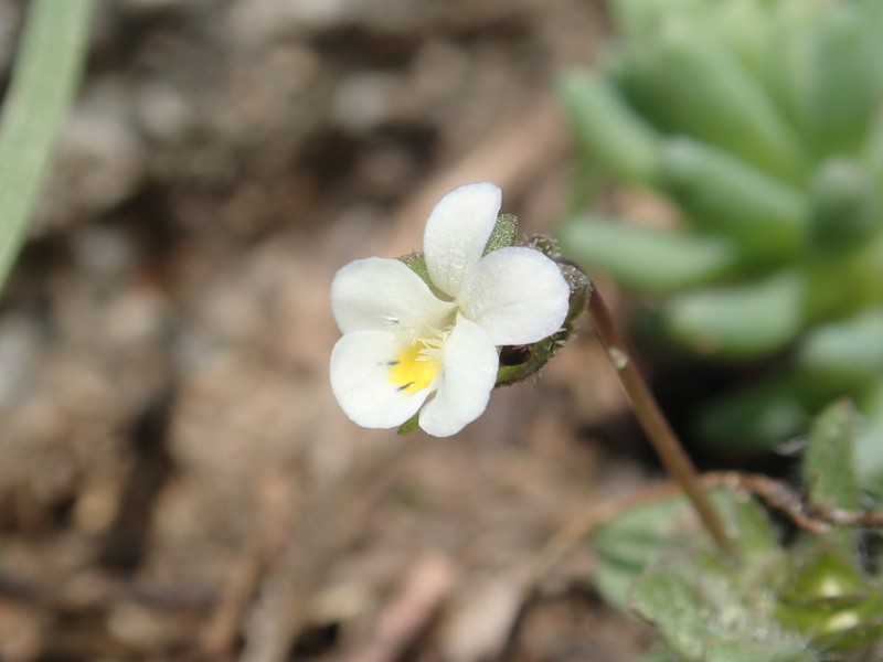 Viola parvula photo 4