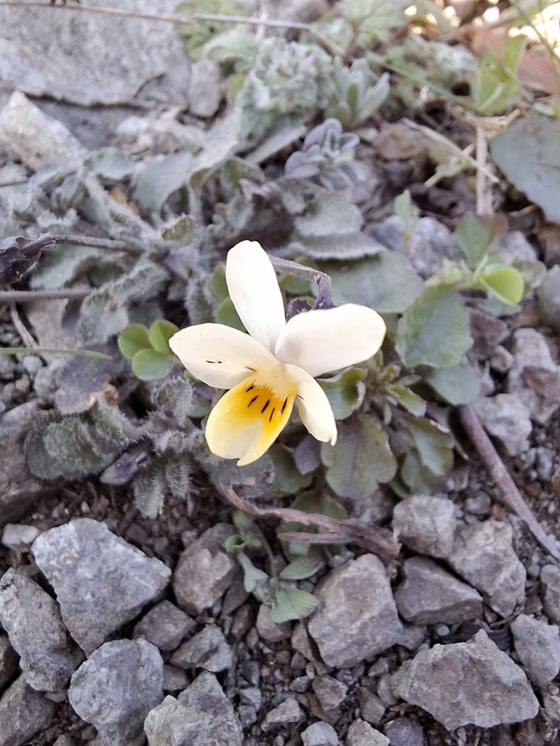 Viola parvula photo 5