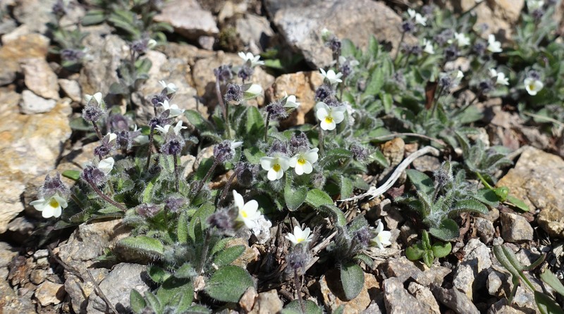 Viola parvula photo 6