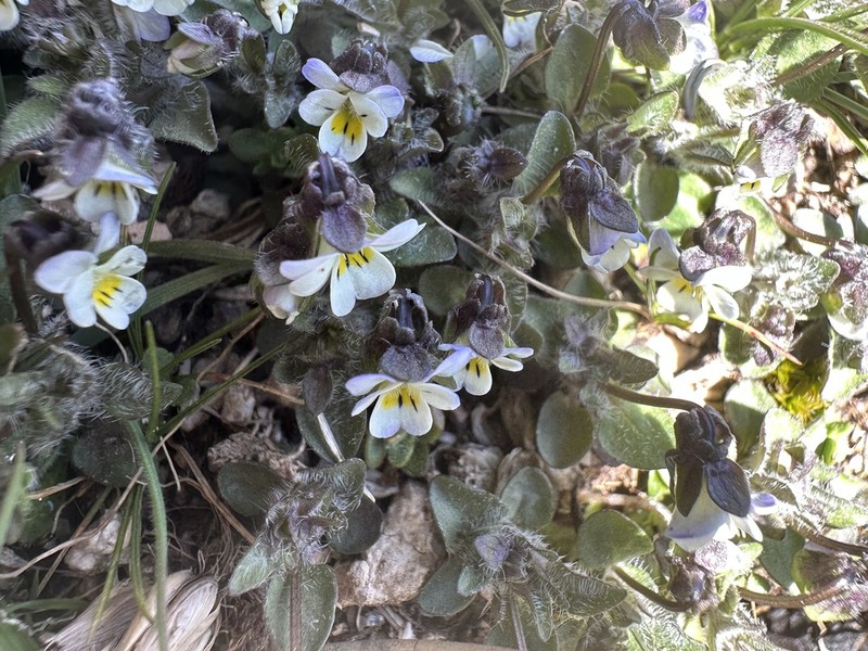 Viola parvula photo 7