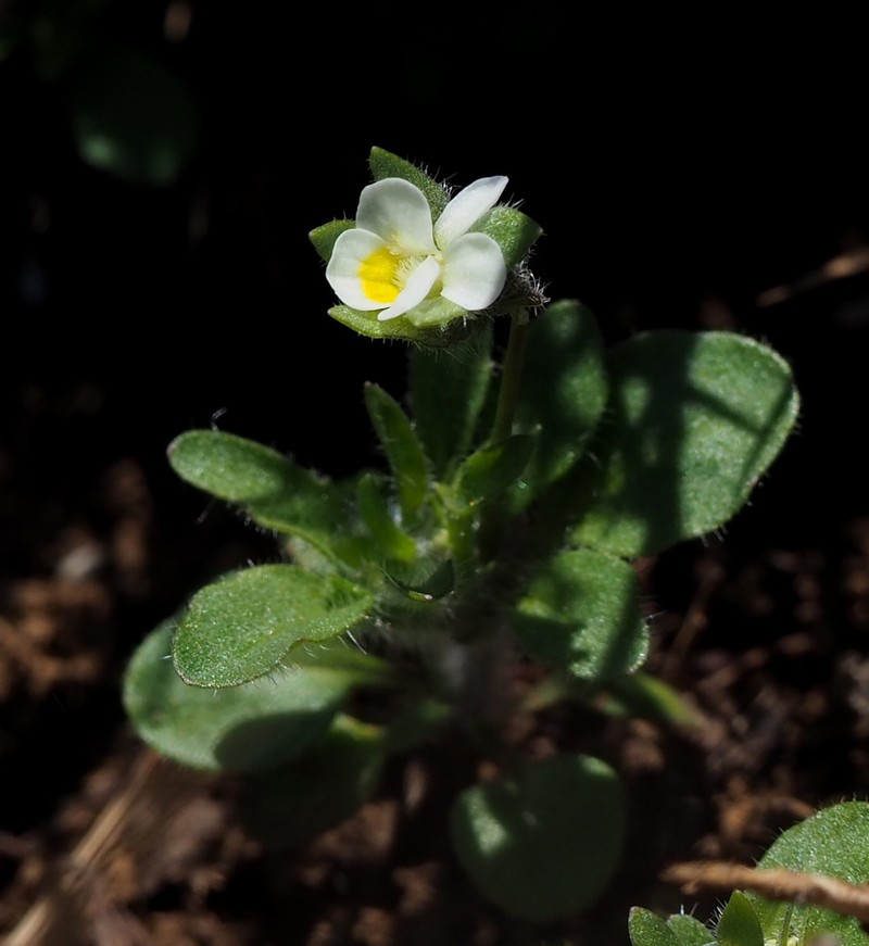 Viola parvula photo 8