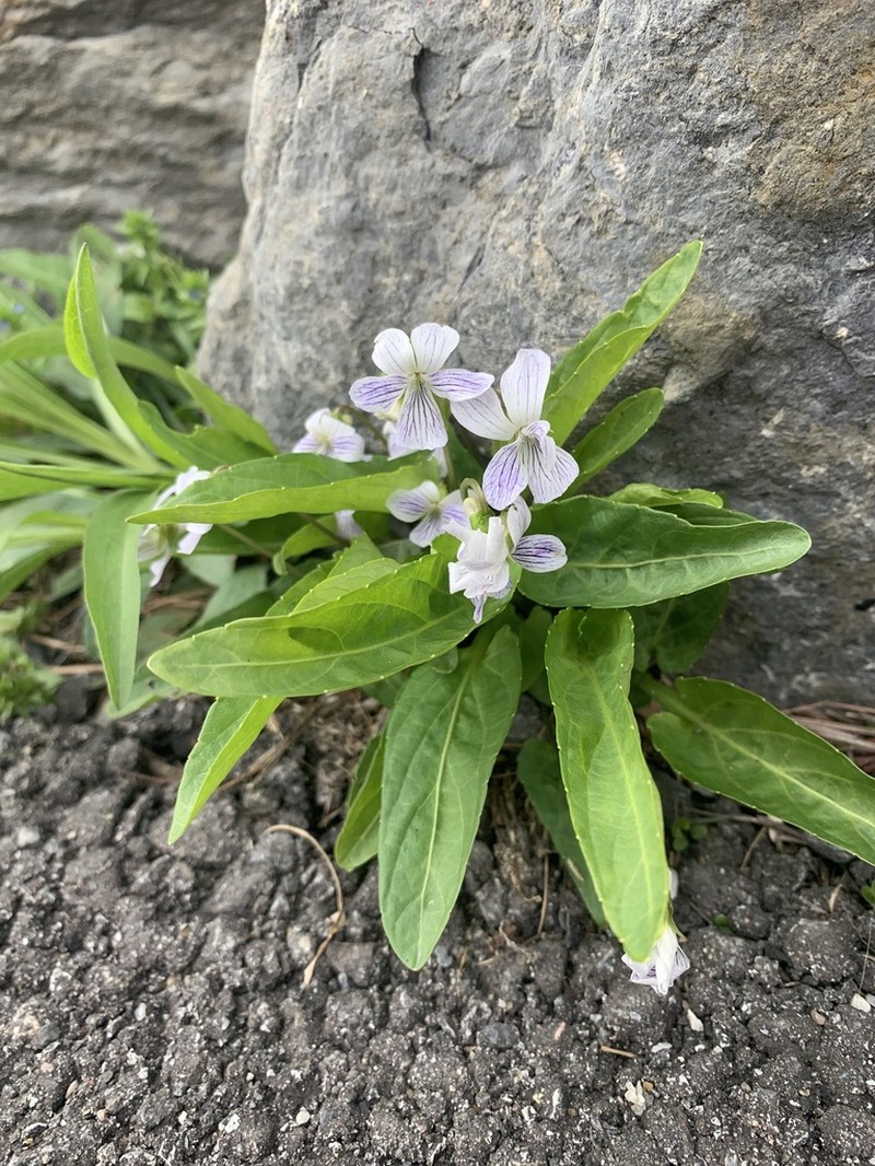 China Violet