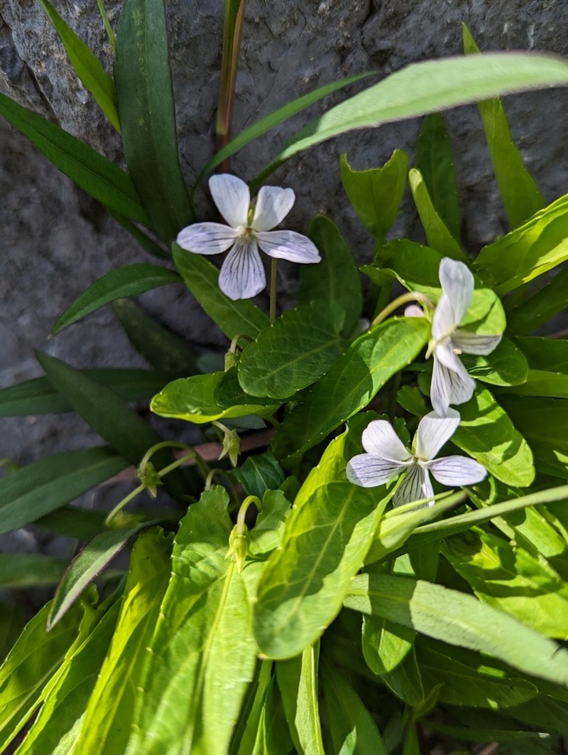 China Violet photo 2