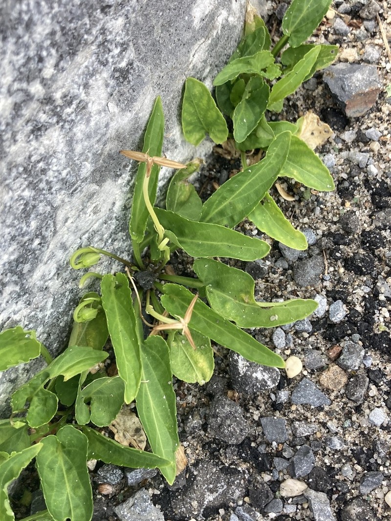 China Violet photo 3