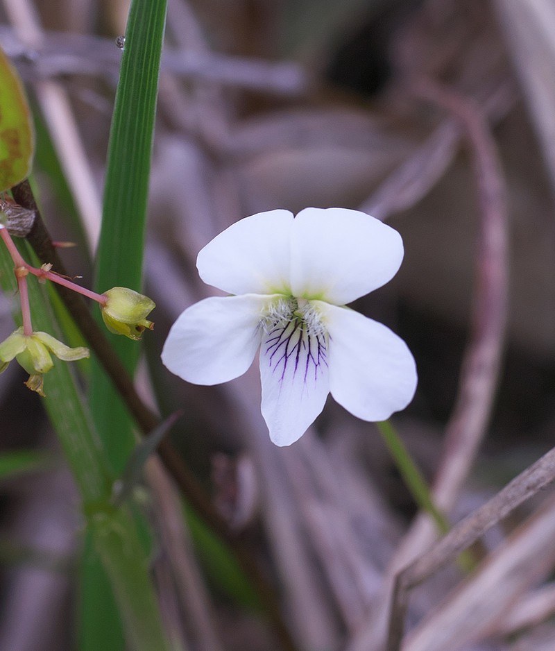China Violet photo 6