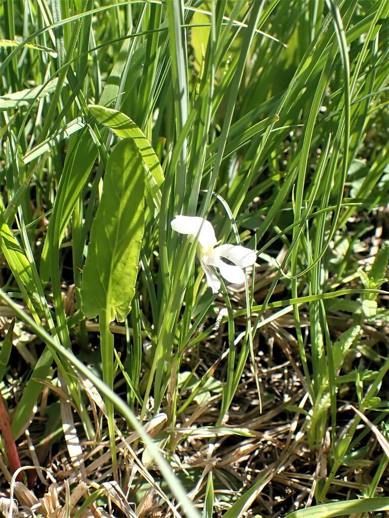 China Violet photo 7