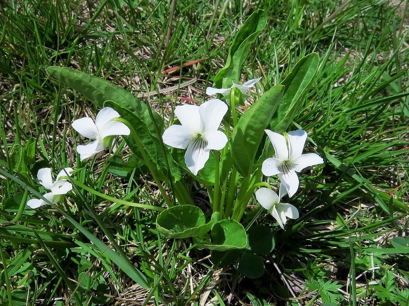 China Violet photo 8