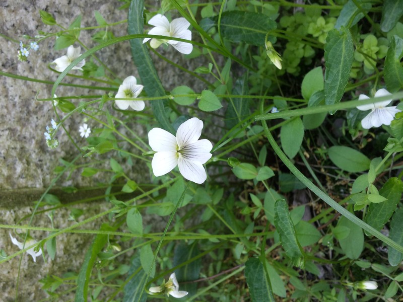 China Violet photo 2