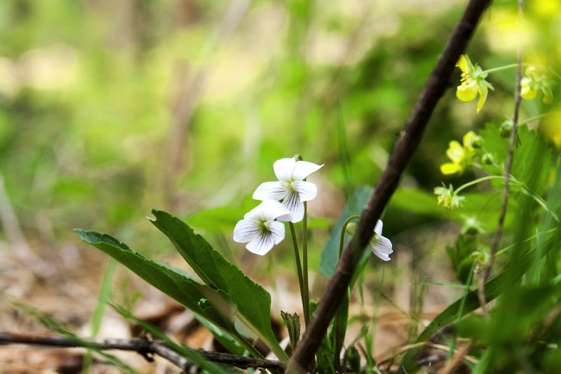 China Violet photo 5