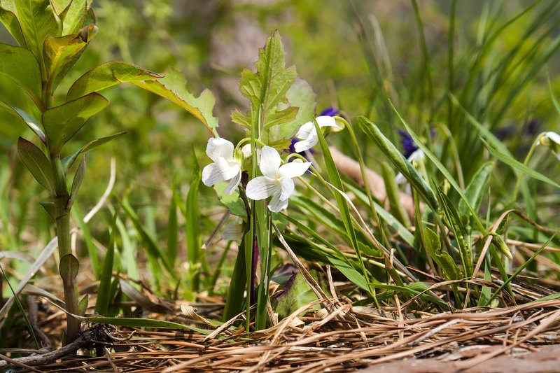 China Violet photo 6