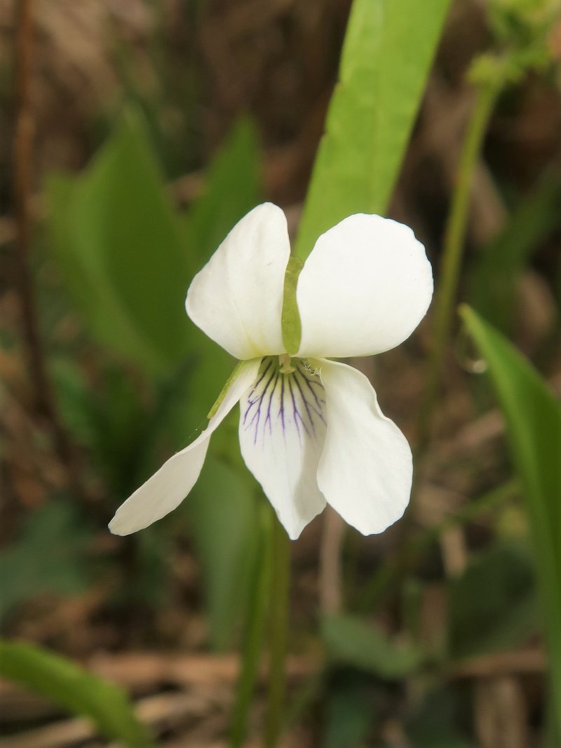 China Violet photo 7