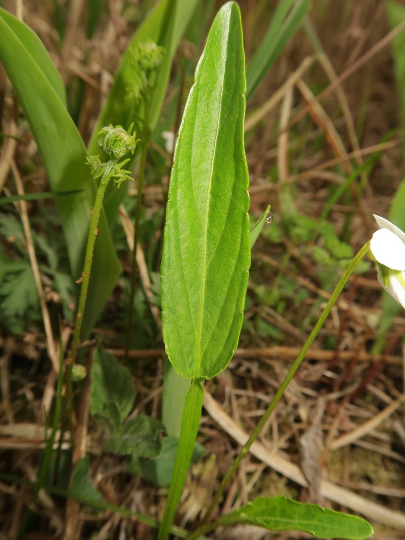 China Violet photo 8