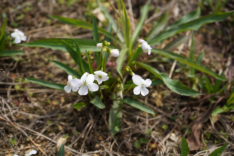 China Violet photo 9
