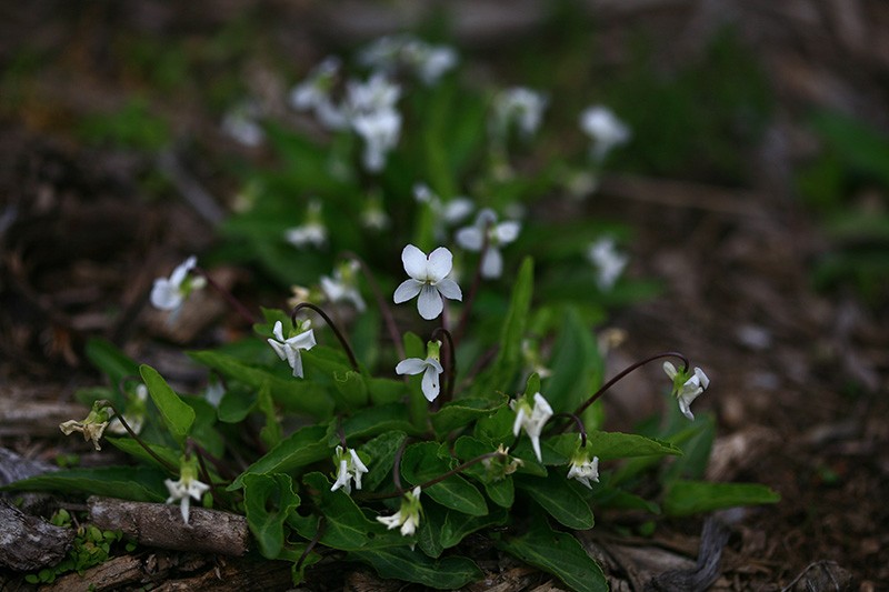 China Violet