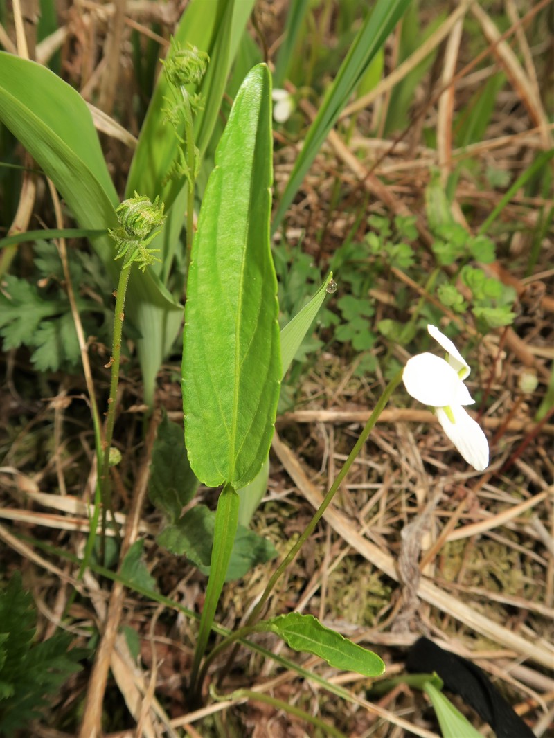 China Violet photo 3