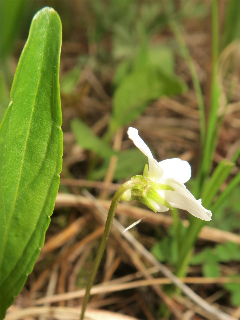 China Violet photo 4