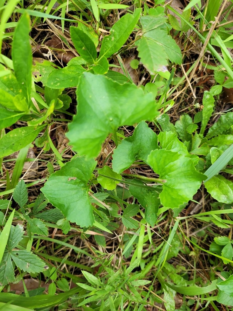 Viola pectinata photo 2