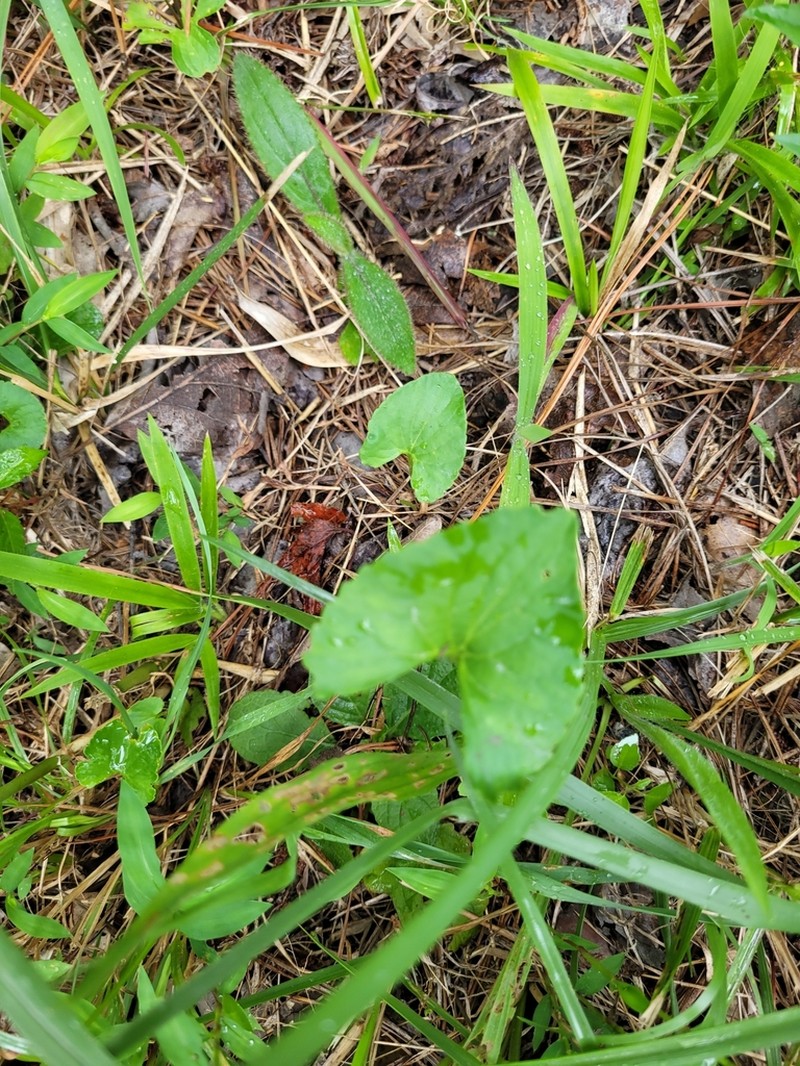 Viola pectinata photo 3