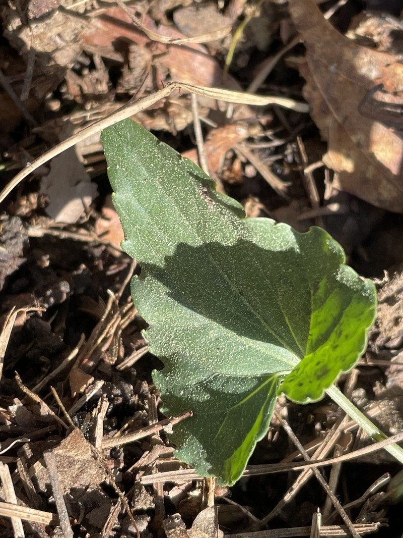Viola pectinata photo 4