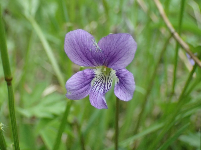 Viola pectinata photo 8